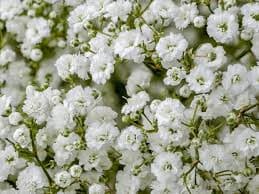 Premium floral selection