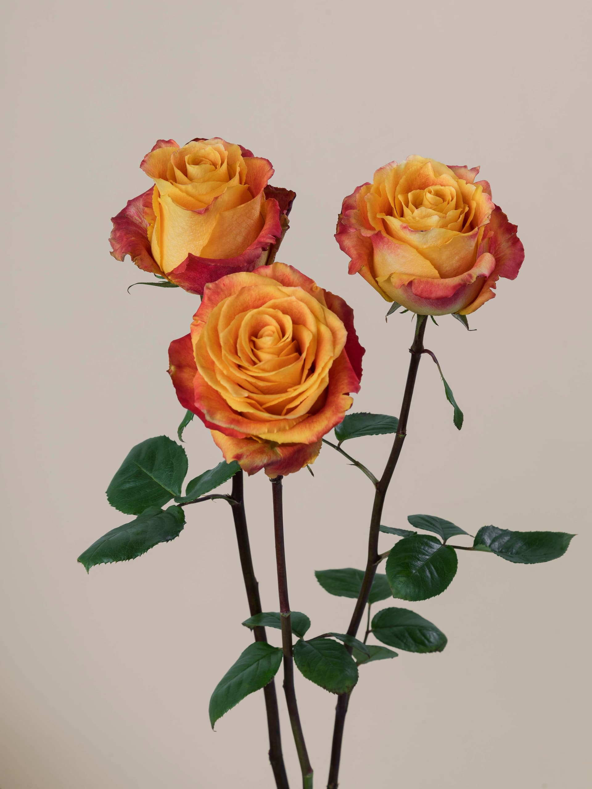 Rose bicolor silantoi variety