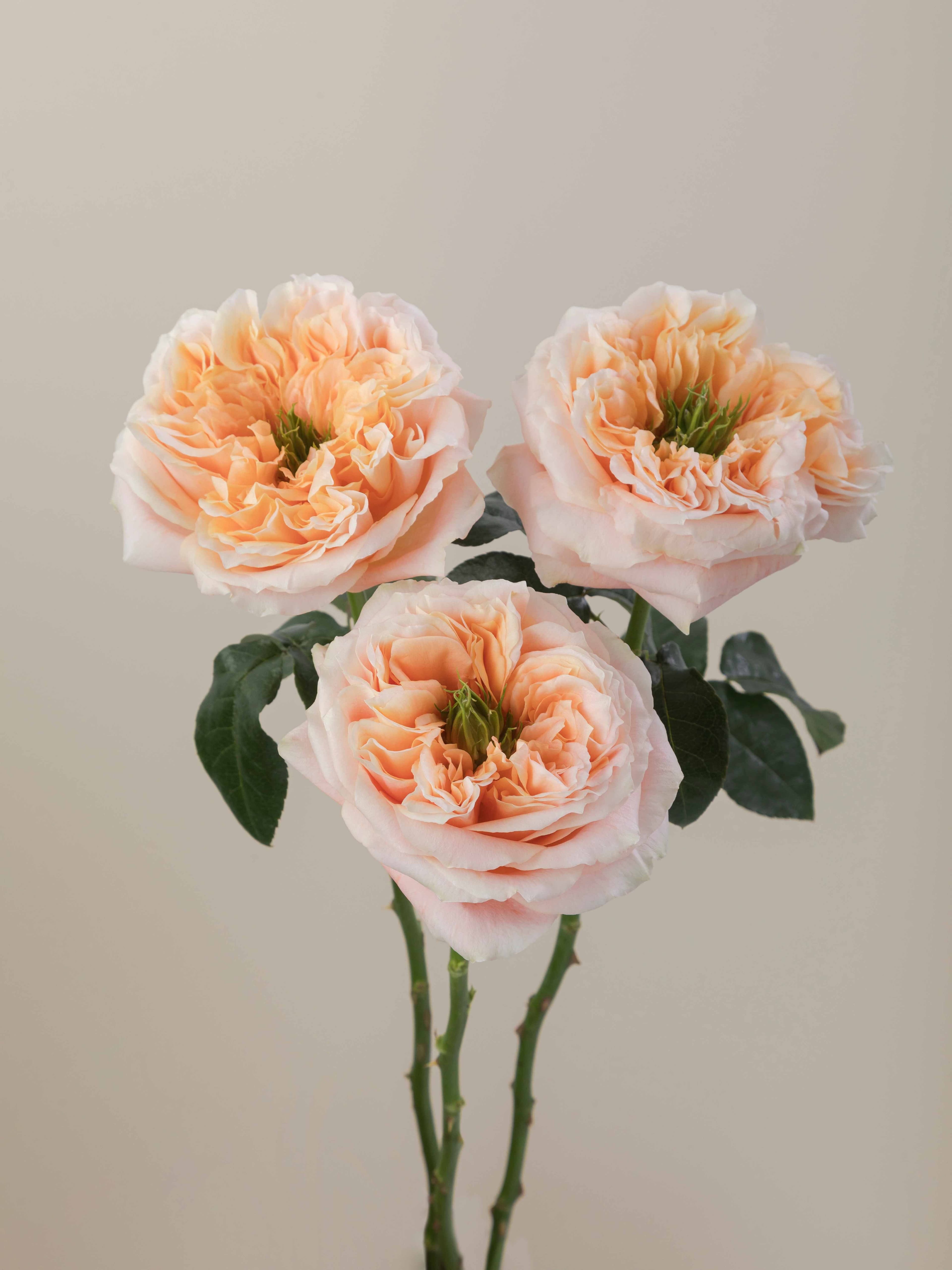 Contact DBF Global Roses
