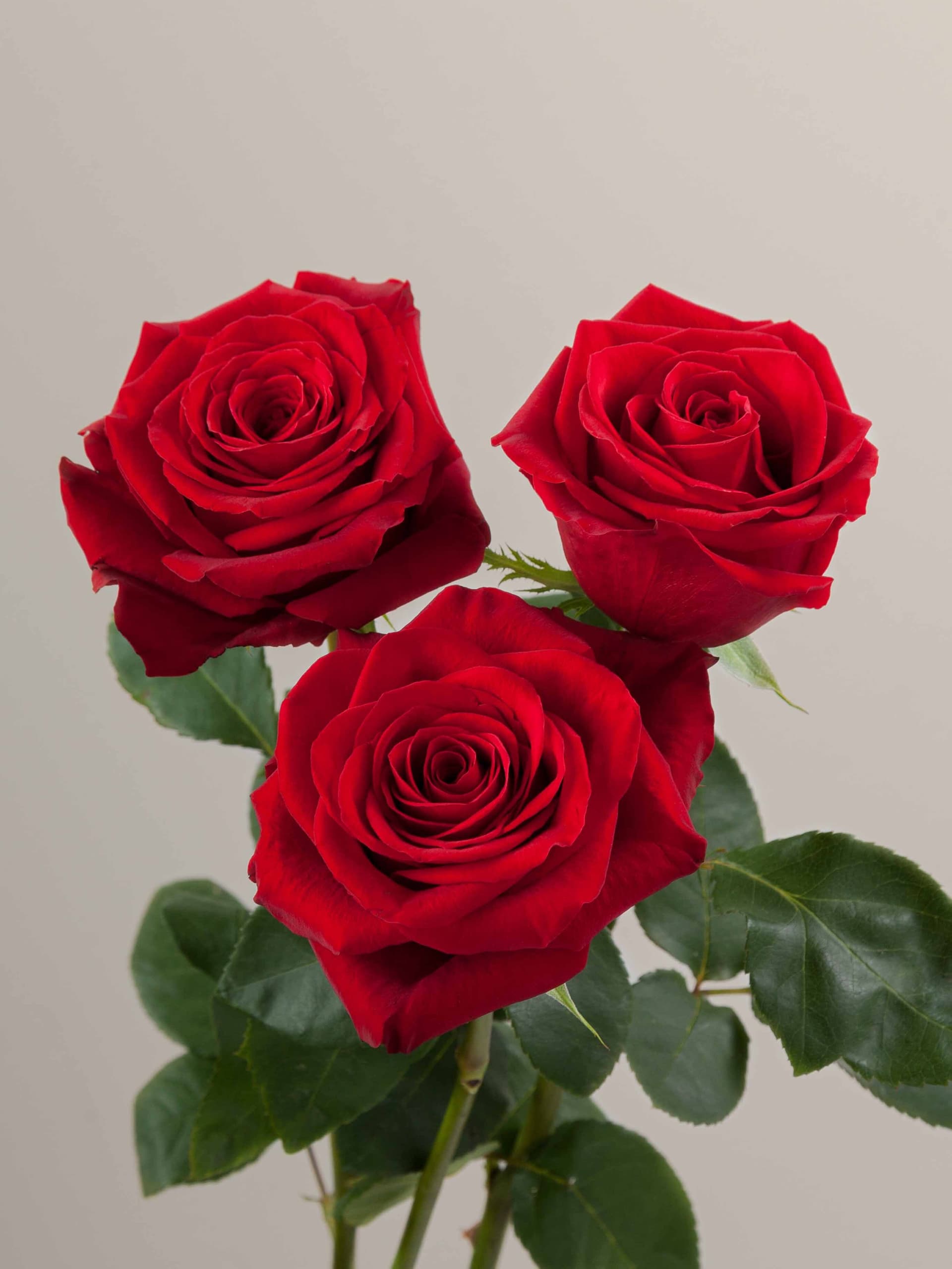 Rose red freedom variety