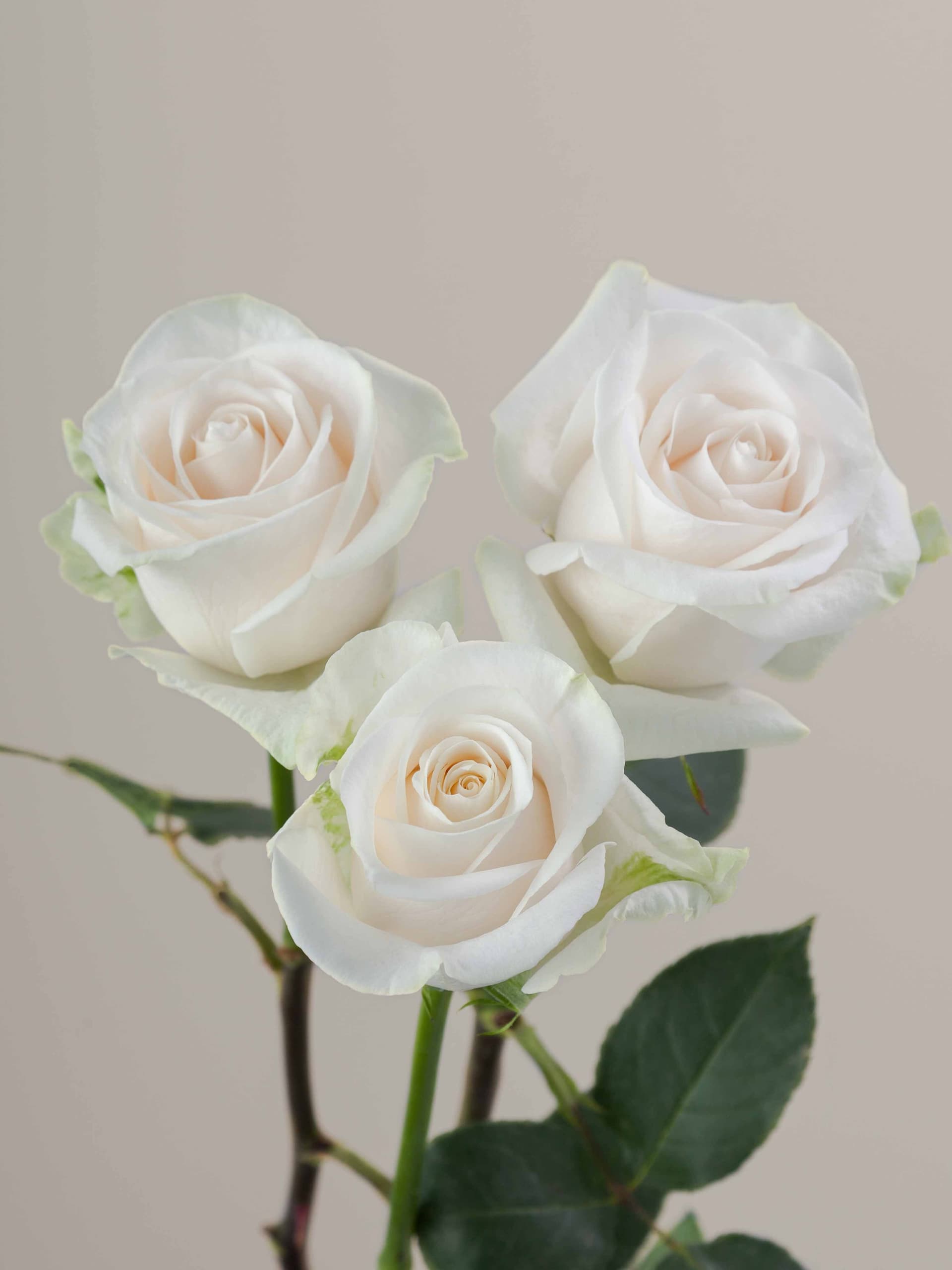 Rose white vendela variety