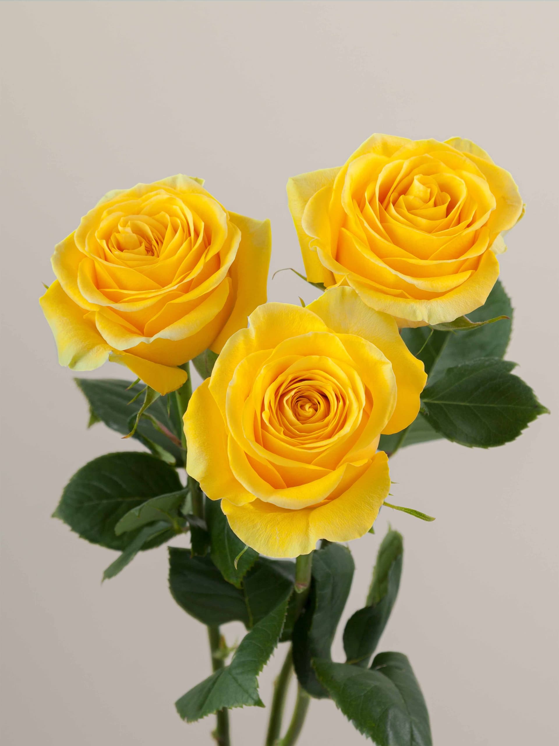 Rose yellow brighton variety